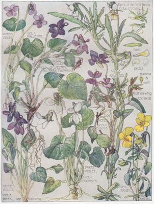Marsh Violet, Wood Violet, Hairy Violet, Sweet Violet, Sea Pansy, Dog Violet, Field Pansy